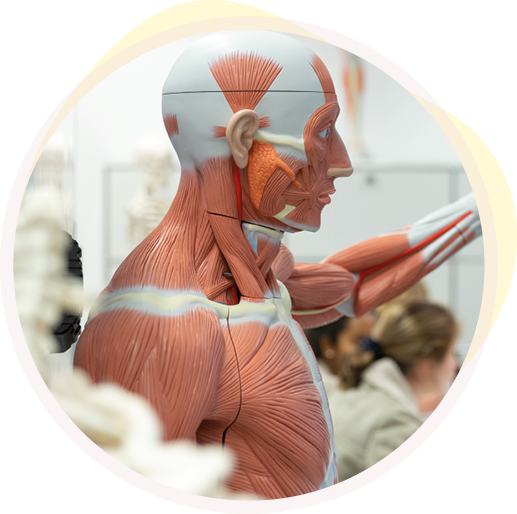 MSB Medical School Berlin Hochschule für Gesundheit & Medizin MSB